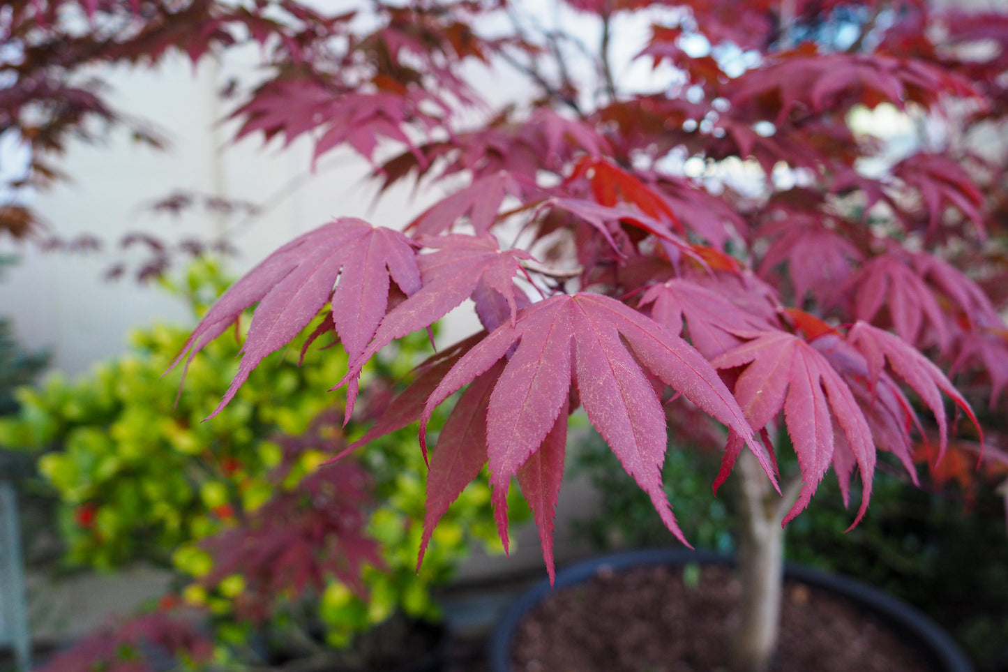 Acer Palmatum Bloodgood - View 2 from www redcrocus com