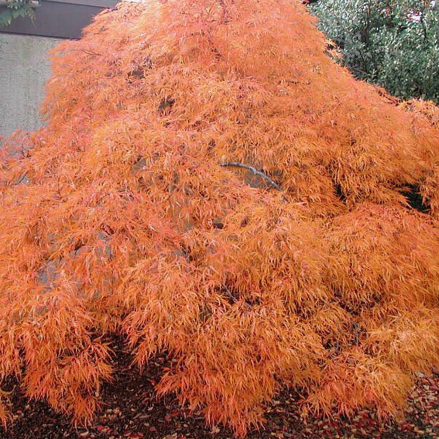 Acer Palmatum Dissectum Viridis - View 10 from www redcrocus com