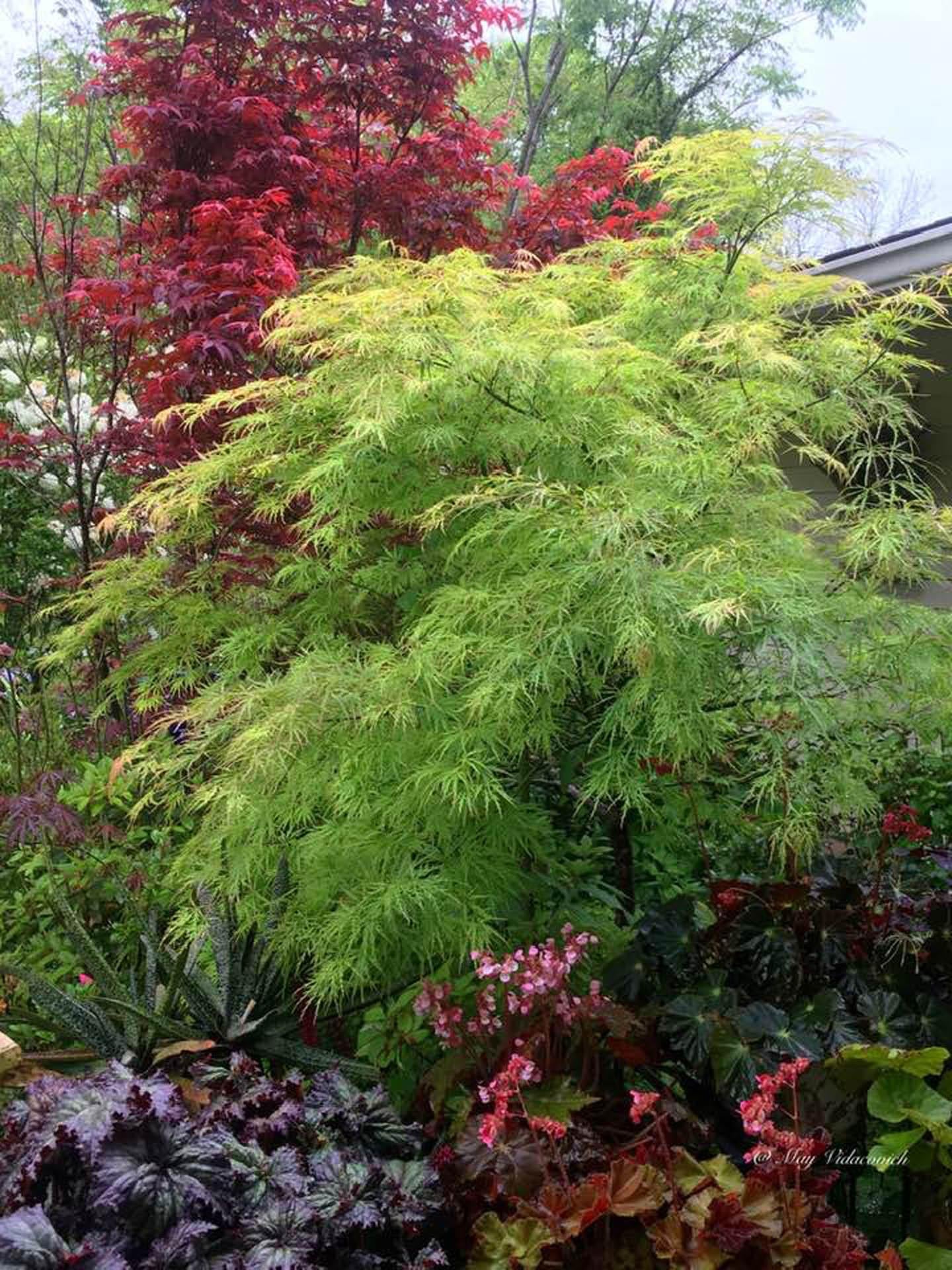 Acer Palmatum Dissectum Viridis - View 11 from www redcrocus com