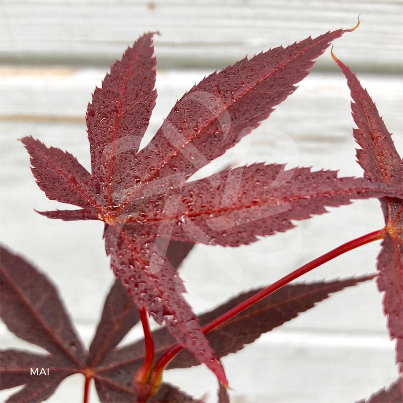 Acer Palmatum Emperor 1 - View 20 from www redcrocus com