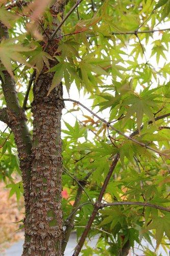 Acer Palmatum 'nishiki Gawa' - View 10 from www redcrocus com