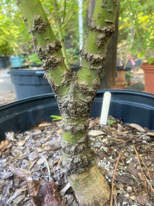 Acer Palmatum 'nishiki Gawa' - View 12 from www redcrocus com