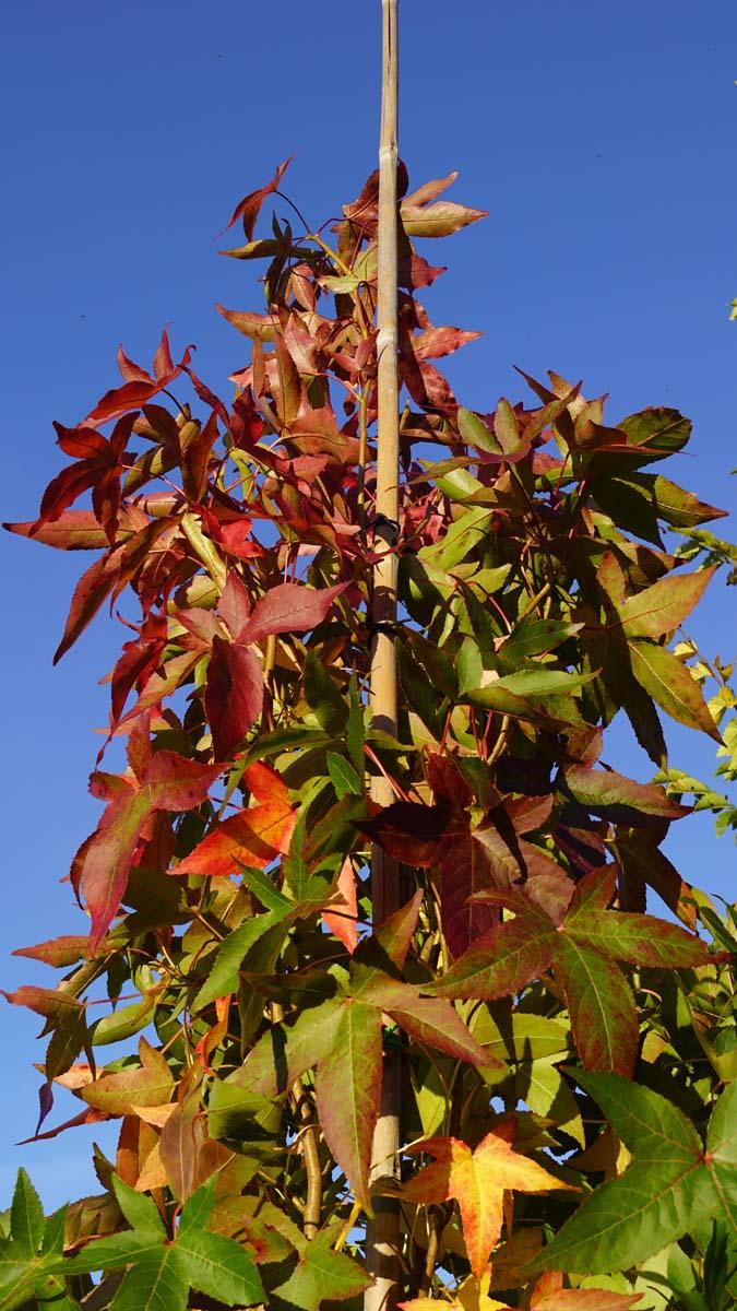 Liquidambar Styraciflua Slender Silhouette - View 14 from www redcrocus com