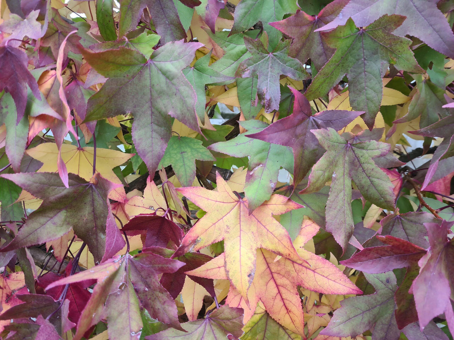 Liquidambar Styraciflua Slender Silhouette - View 15 from www redcrocus com