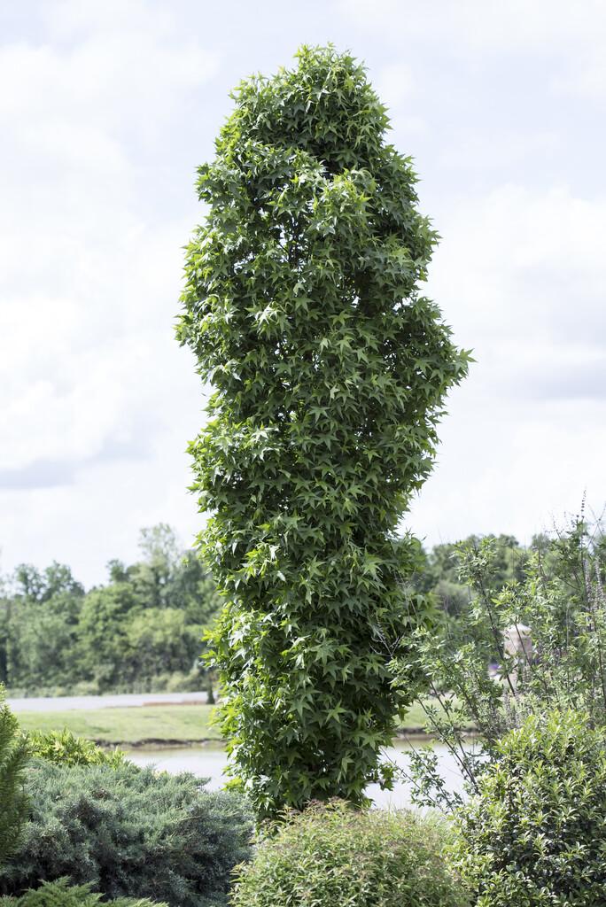 Liquidambar Styraciflua Slender Silhouette - View 16 from www redcrocus com