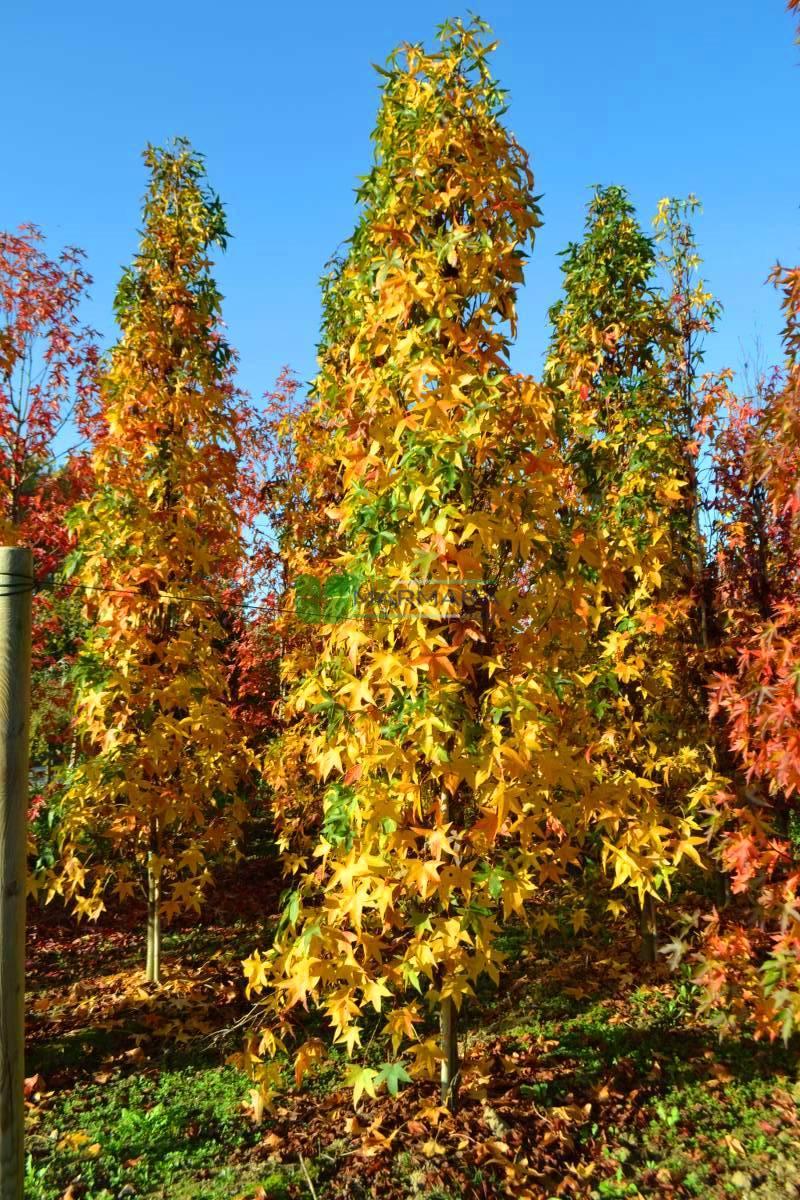 Liquidambar Styraciflua Slender Silhouette - View 17 from www redcrocus com