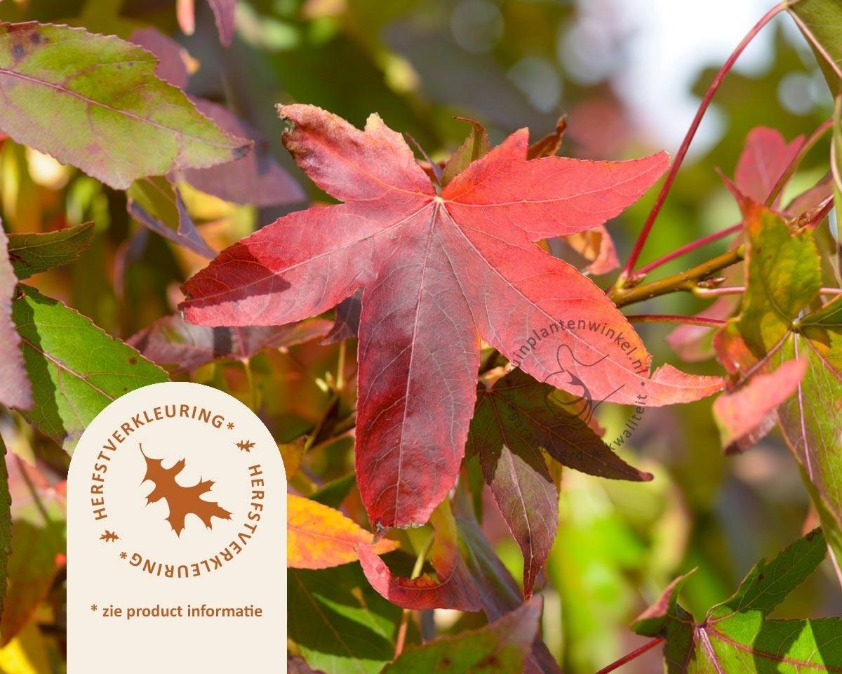 Liquidambar Styraciflua Slender Silhouette - View 7 from www redcrocus com