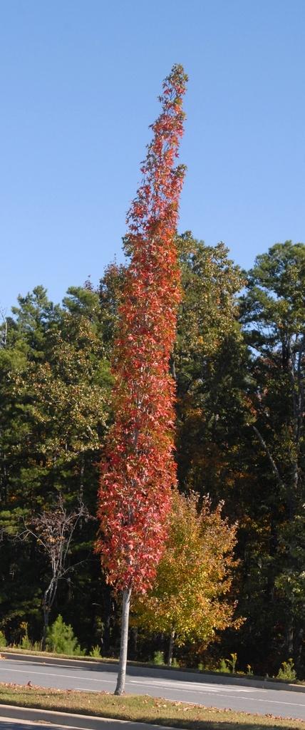 Liquidambar Styraciflua Slender Silhouette - View 9 from www redcrocus com