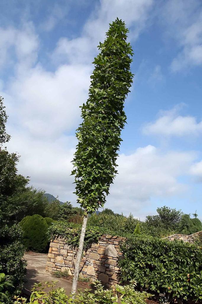 Liquidambar Styraciflua Slender Silhouette - View 15 from www redcrocus com