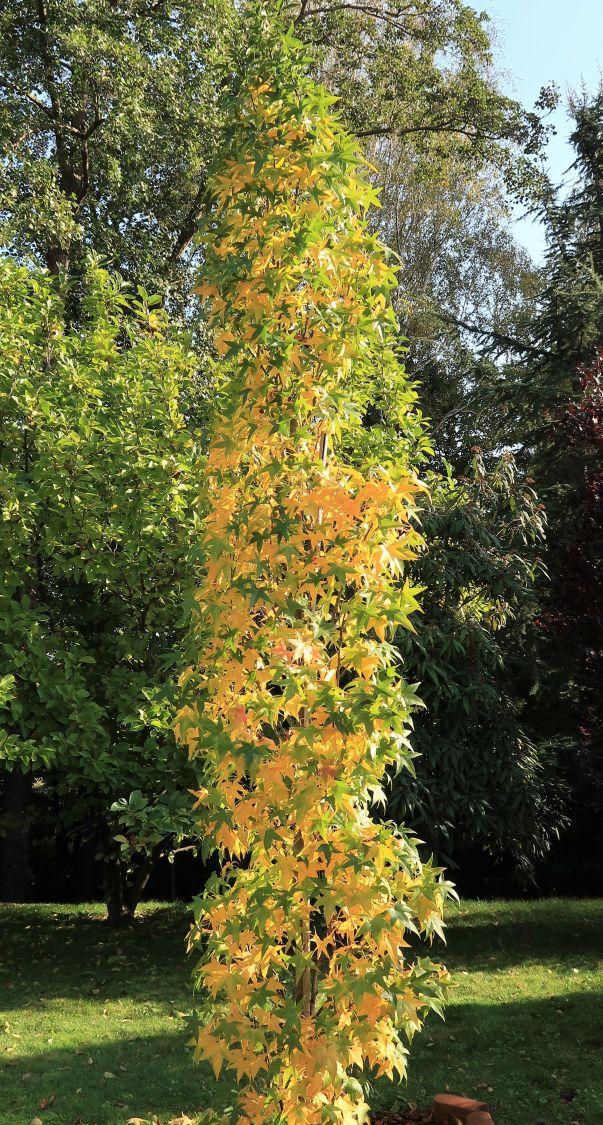 Liquidambar Styraciflua Slender Silhouette - View 18 from www redcrocus com