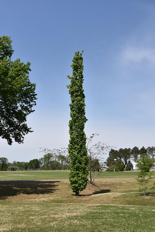 Liquidambar Styraciflua Slender Silhouette - View 19 from www redcrocus com