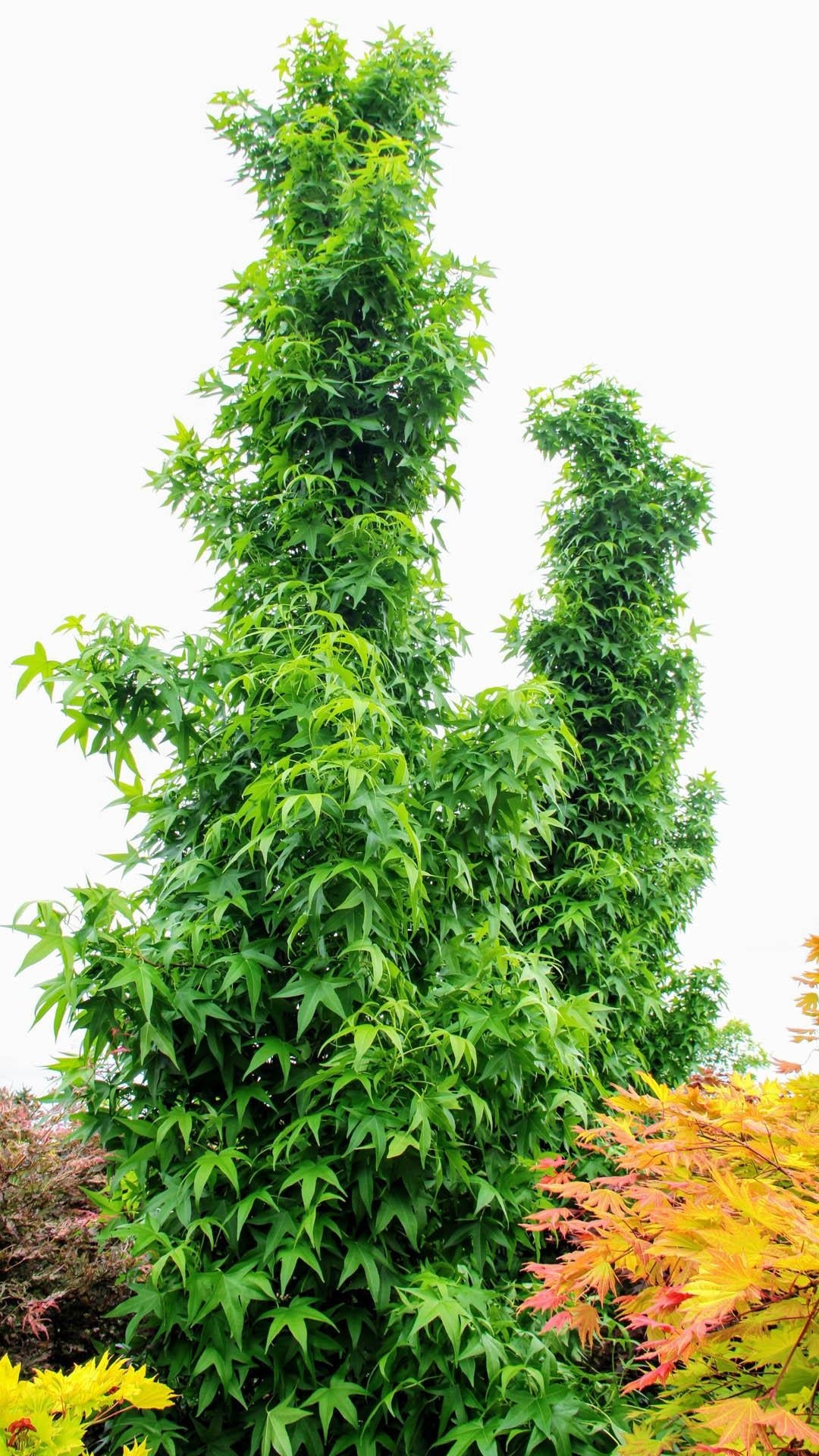 Liquidambar Styraciflua Slender Silhouette - View 20 from www redcrocus com