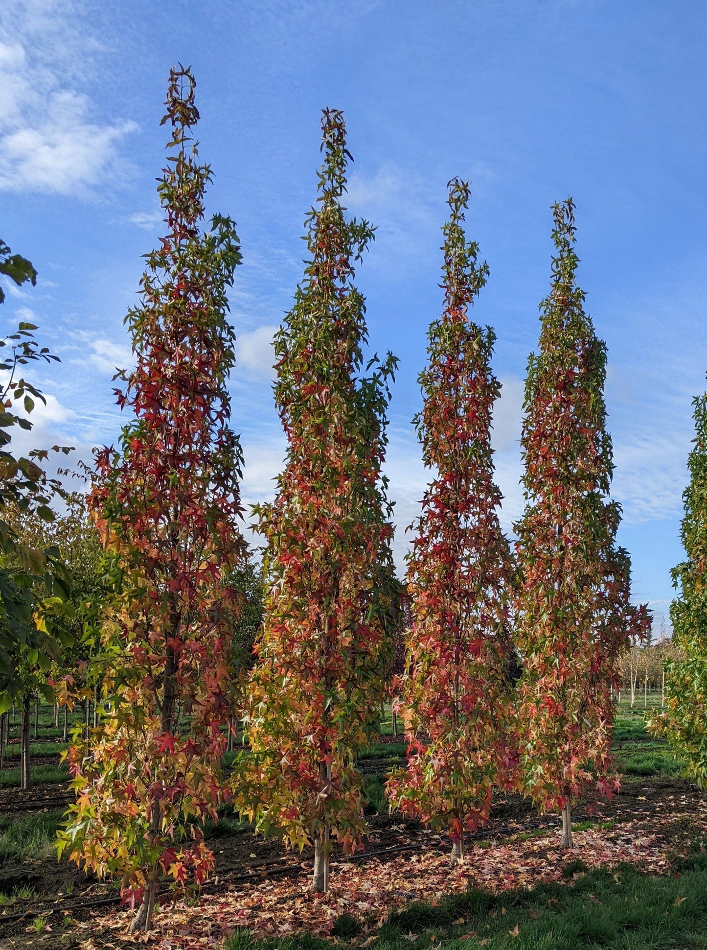 Liquidambar Styraciflua Slender Silhouette - View 7 from www redcrocus com