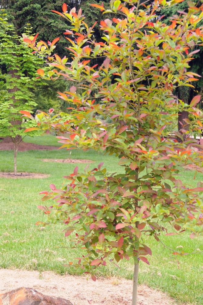 Nyssa Sylvatica Wild Fire - View 16 from www redcrocus com