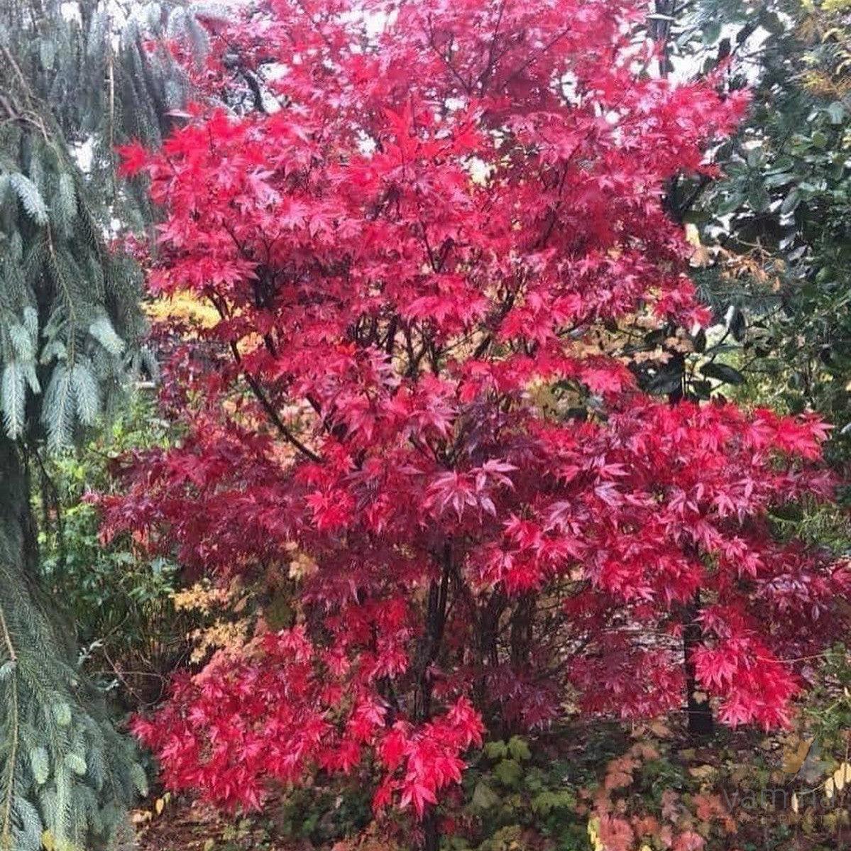 Acer Palmatum Emperor 1 - View 16 from www redcrocus com