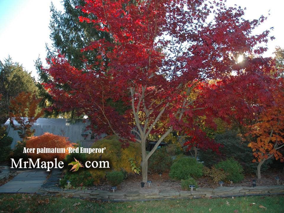 Acer Palmatum Emperor 1 - View 17 from www redcrocus com