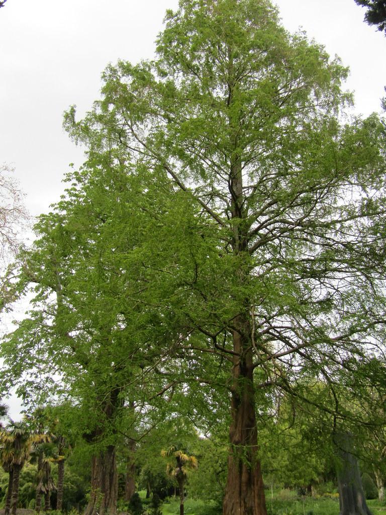 Metasequoia Glyptostroboides Single Stem - View 10 from www redcrocus com