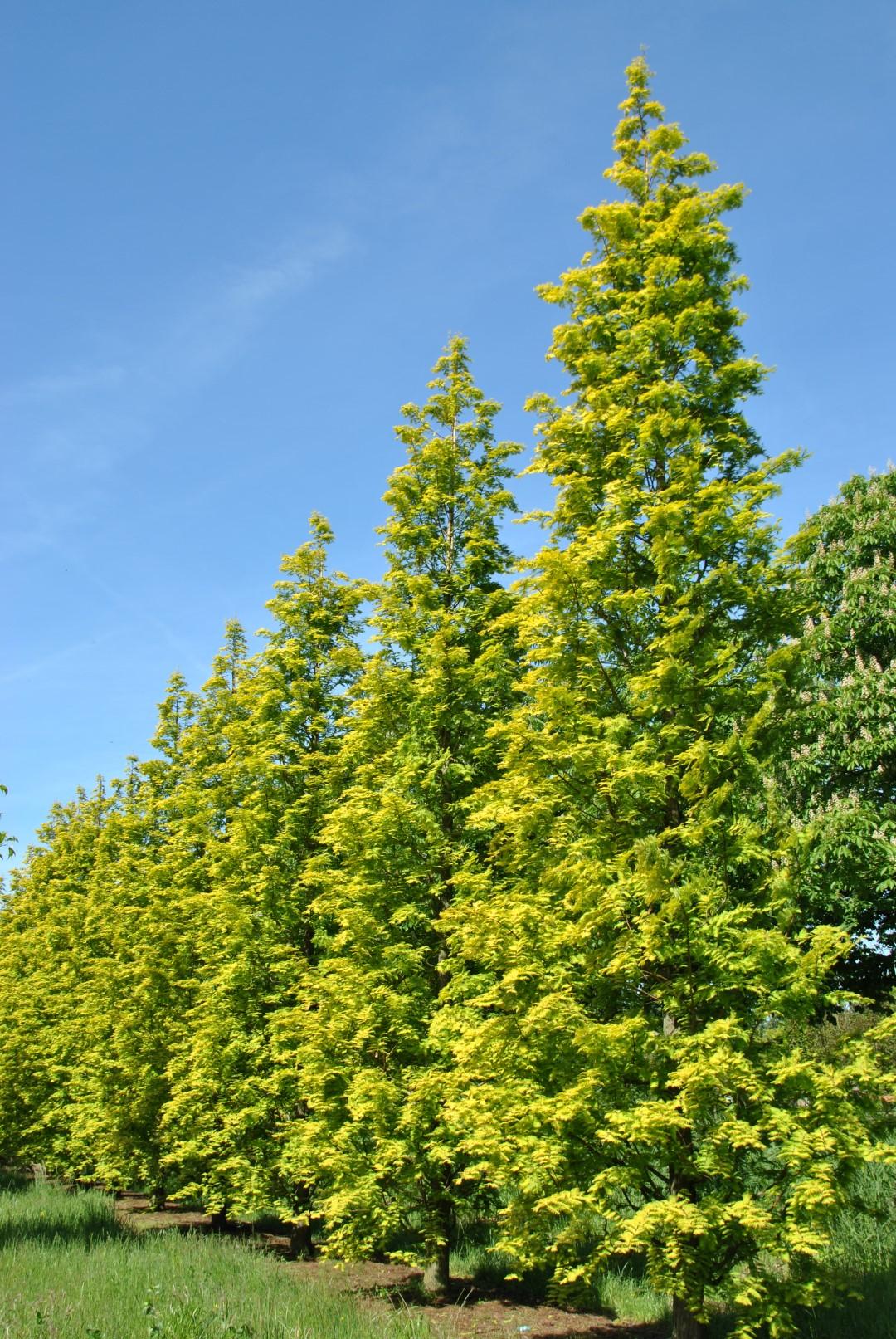 Metasequoia Glyptostroboides Single Stem - View 11 from www redcrocus com