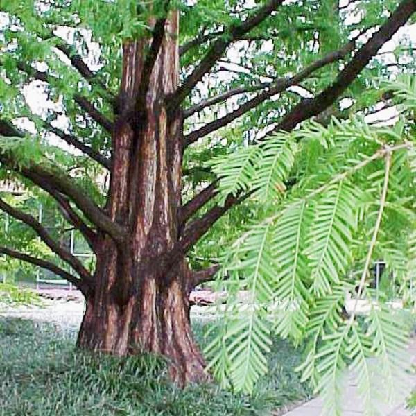 Metasequoia Glyptostroboides Single Stem - View 12 from www redcrocus com