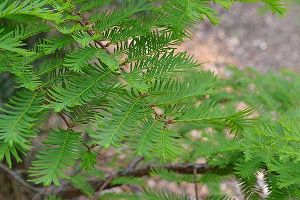 Metasequoia Glyptostroboides Single Stem - View 13 from www redcrocus com