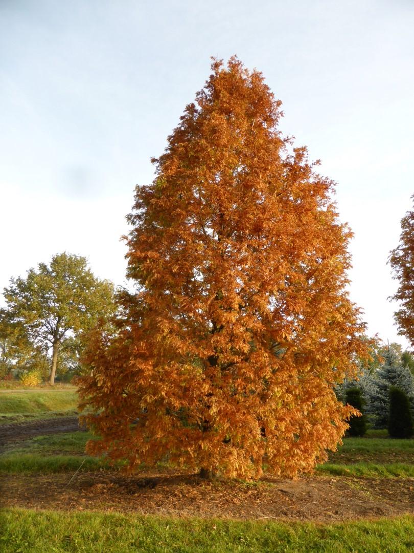Metasequoia Glyptostroboides Single Stem - View 14 from www redcrocus com