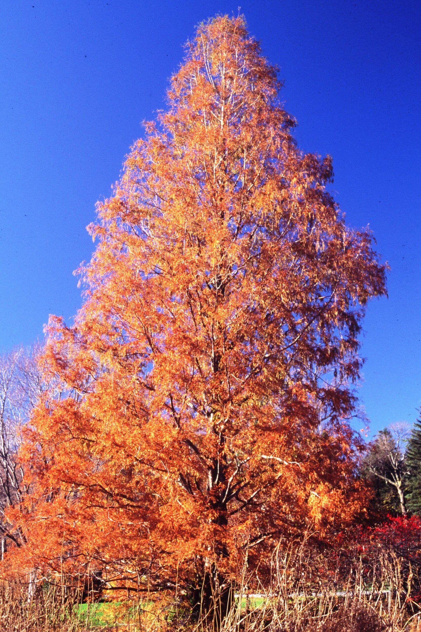 Metasequoia Glyptostroboides Single Stem - View 15 from www redcrocus com