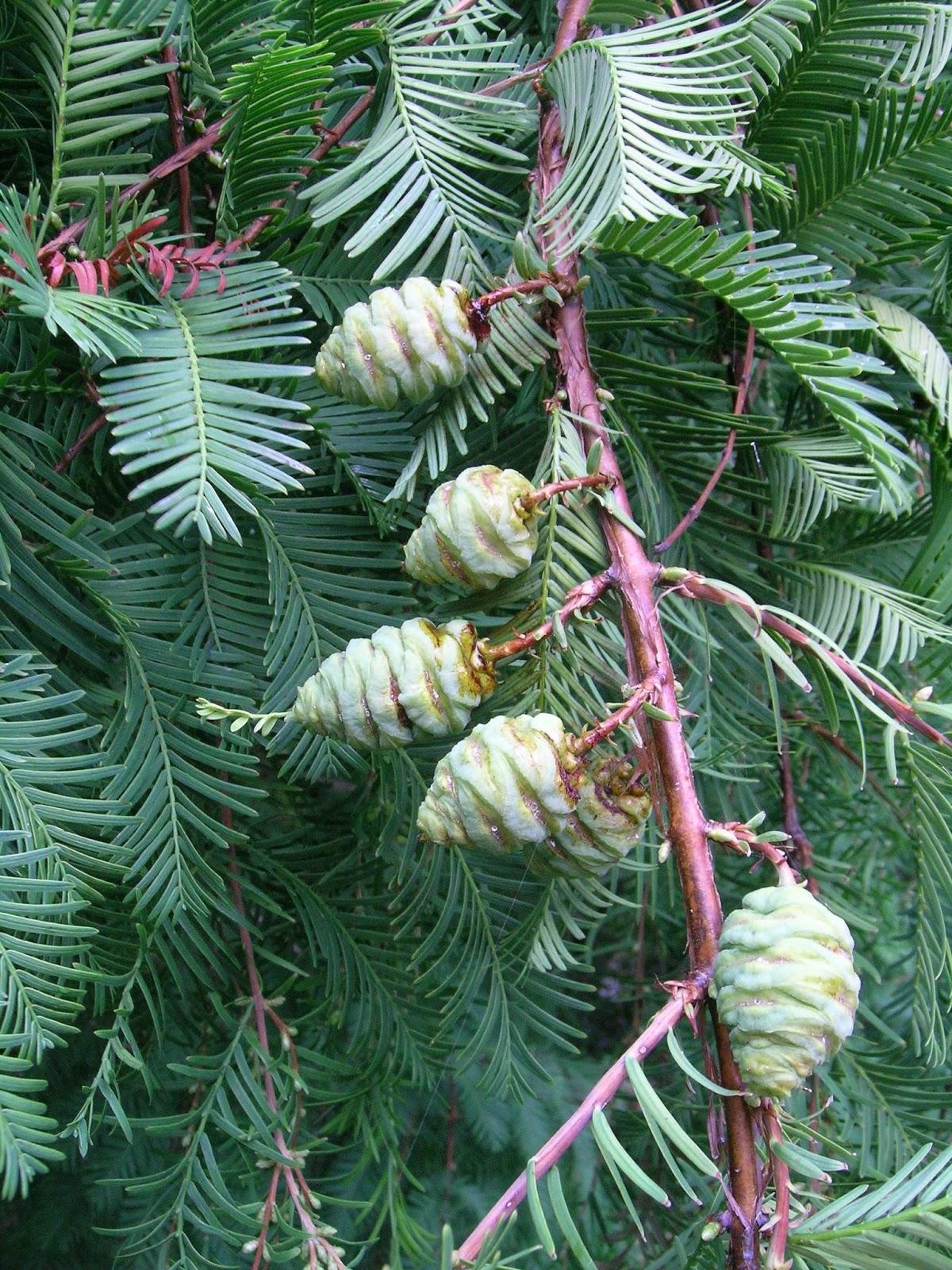 Metasequoia Glyptostroboides Single Stem - View 16 from www redcrocus com