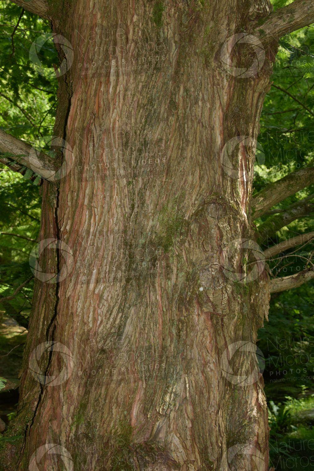 Metasequoia Glyptostroboides Single Stem - View 17 from www redcrocus com