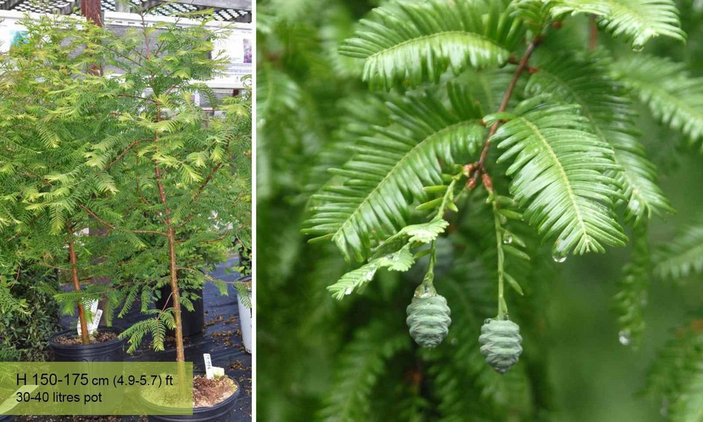 Metasequoia Glyptostroboides Single Stem - View 19 from www redcrocus com