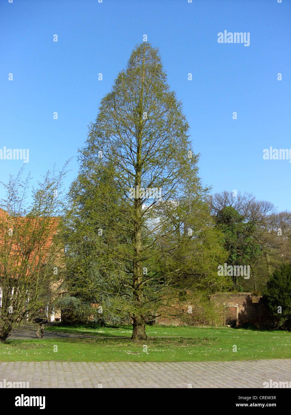 Metasequoia Glyptostroboides Single Stem - View 1 from www redcrocus com