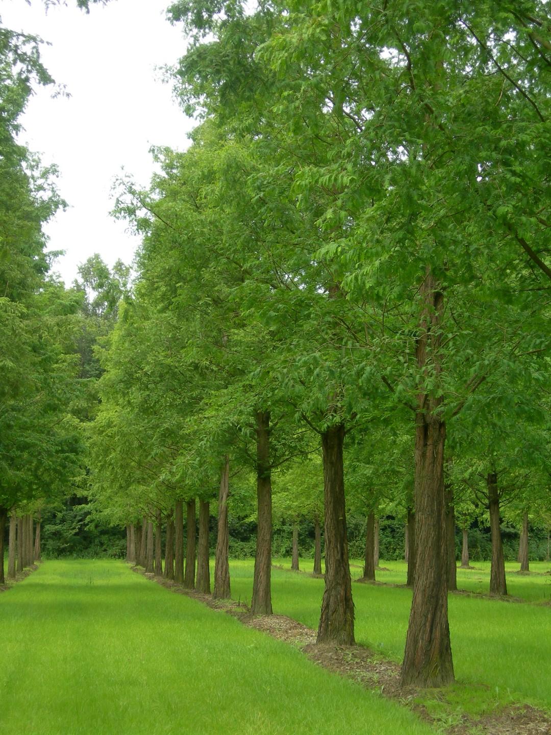 Metasequoia Glyptostroboides Single Stem - View 2 from www redcrocus com