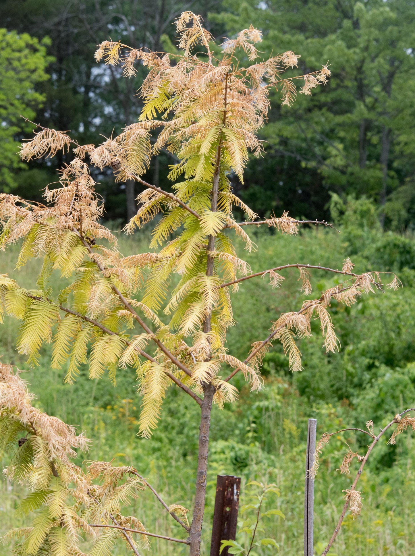 Metasequoia Glyptostroboides Single Stem - View 4 from www redcrocus com