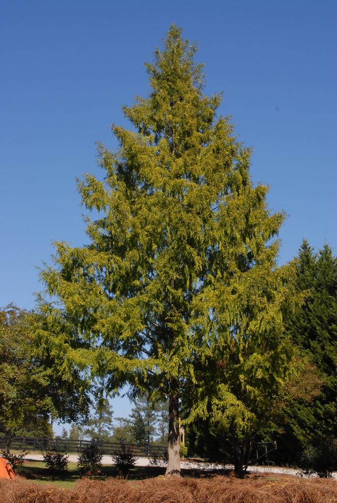 Metasequoia Glyptostroboides Single Stem - View 5 from www redcrocus com
