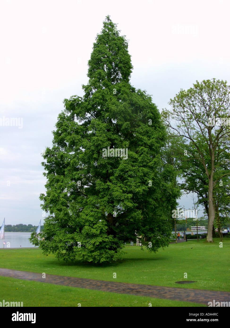 Metasequoia Glyptostroboides Single Stem - View 6 from www redcrocus com