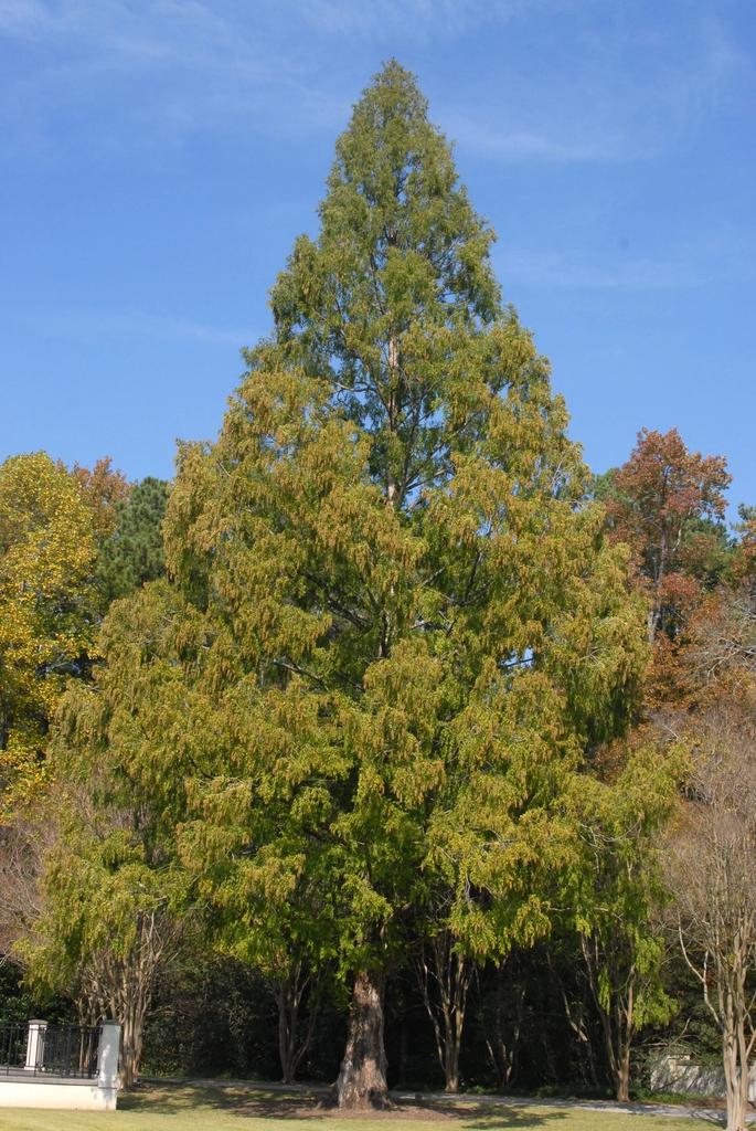 Metasequoia Glyptostroboides Single Stem - View 7 from www redcrocus com