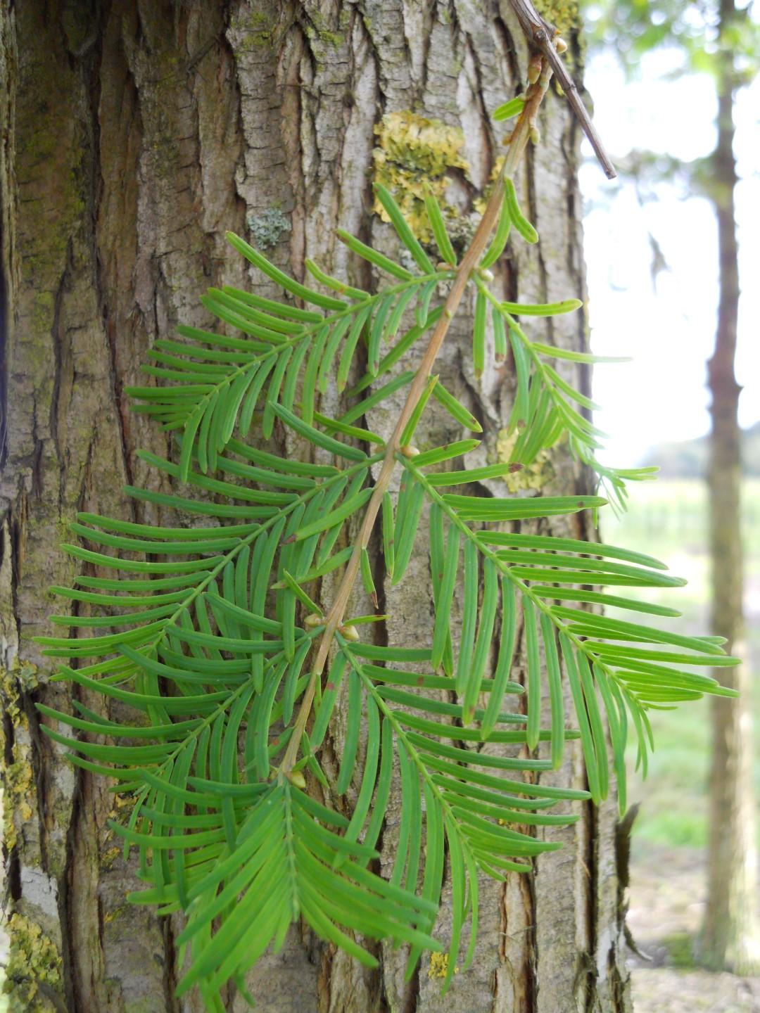 Metasequoia Glyptostroboides Single Stem - View 8 from www redcrocus com