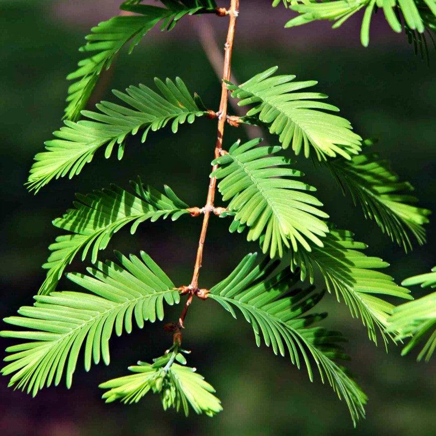 Metasequoia Glyptostroboides Single Stem - View 9 from www redcrocus com
