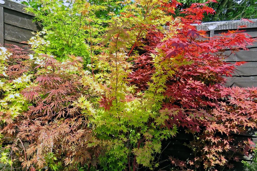 Acer Palmatum Sango Kaku - View 20 from www redcrocus com