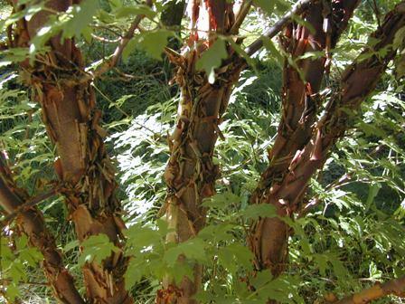 Acer Griseum Single Stem - View 7 from www redcrocus com