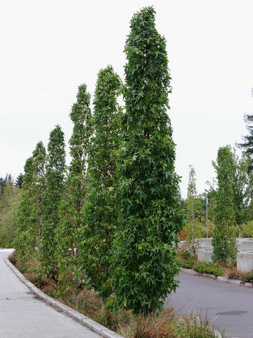 Liquidambar Styraciflua Slender Silhouette - View 10 from www redcrocus com