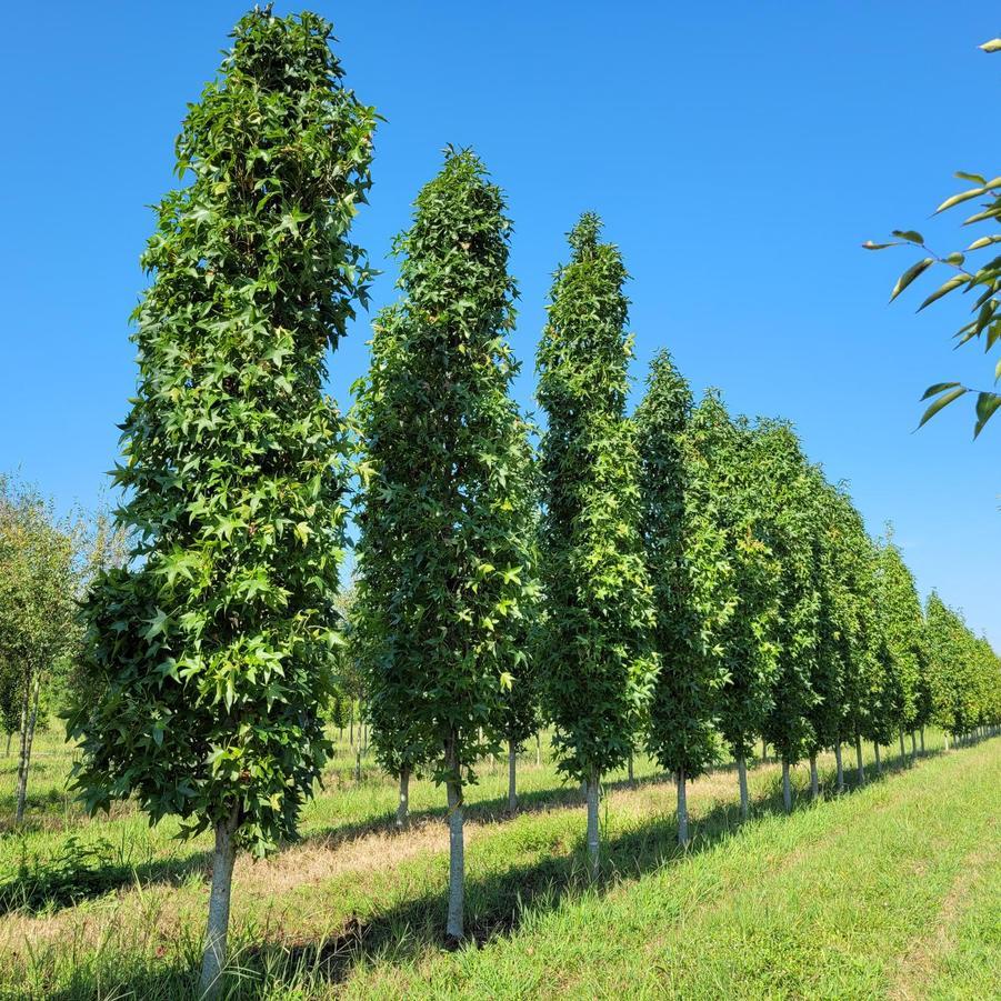Liquidambar Styraciflua Slender Silhouette - View 13 from www redcrocus com