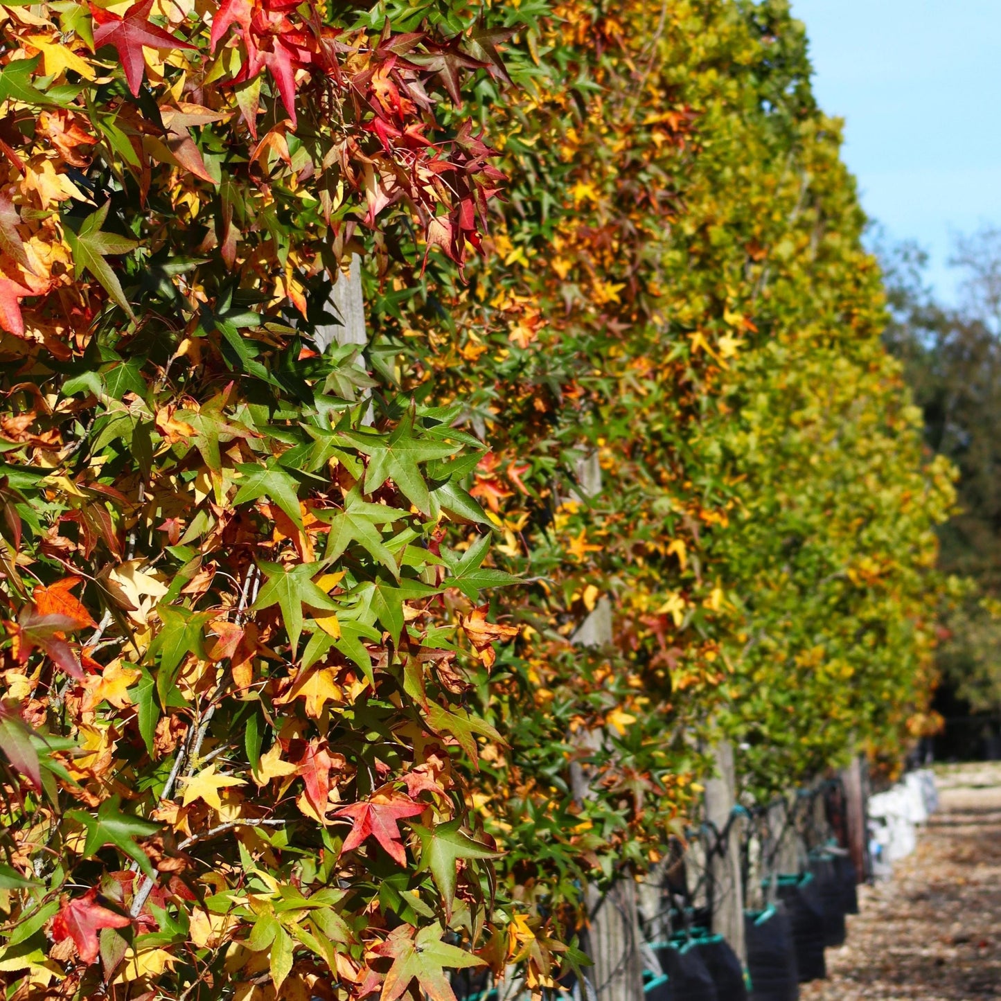 Liquidambar Styraciflua Slender Silhouette - View 14 from www redcrocus com