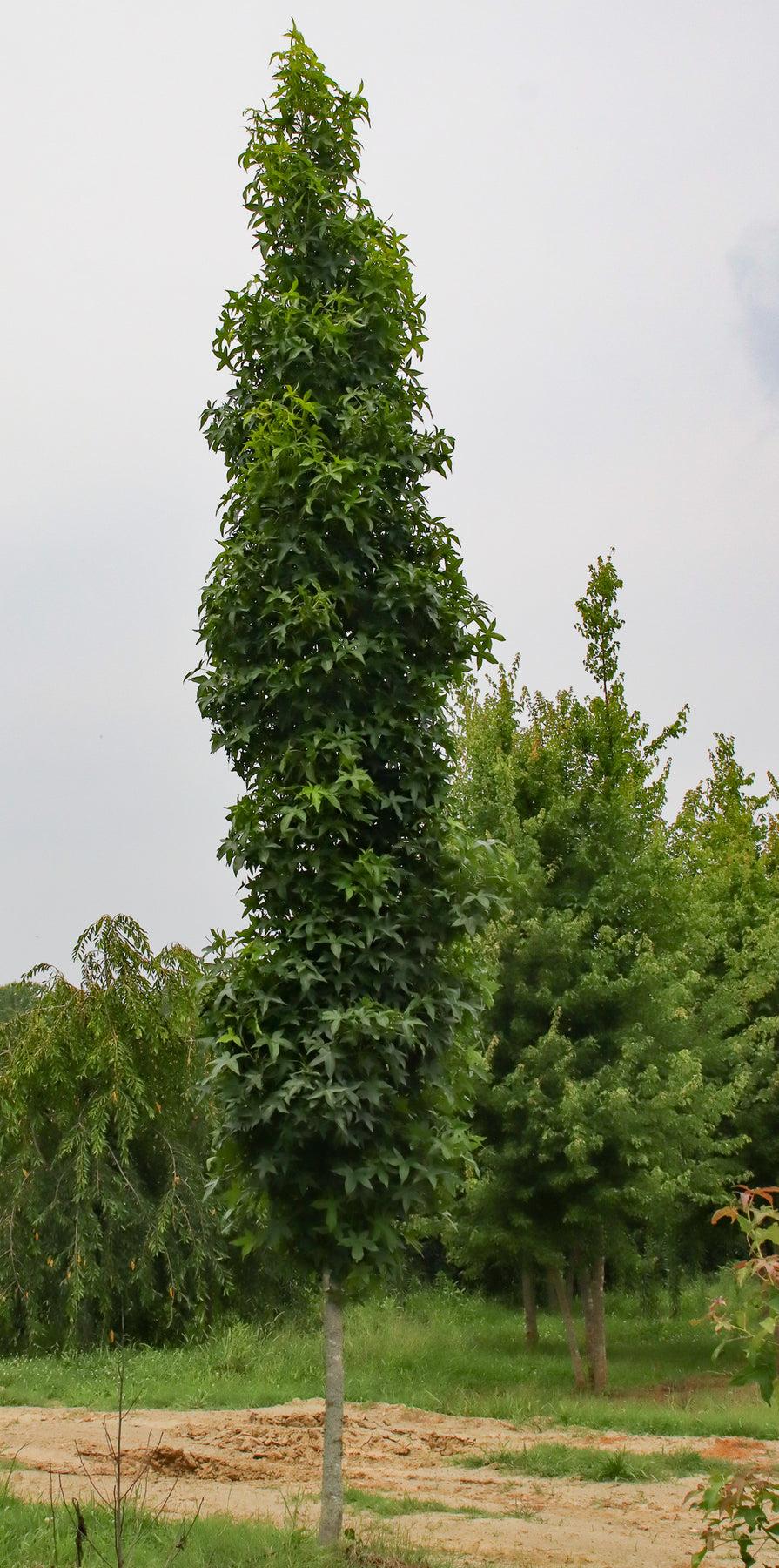 Liquidambar Styraciflua Slender Silhouette - View 18 from www redcrocus com