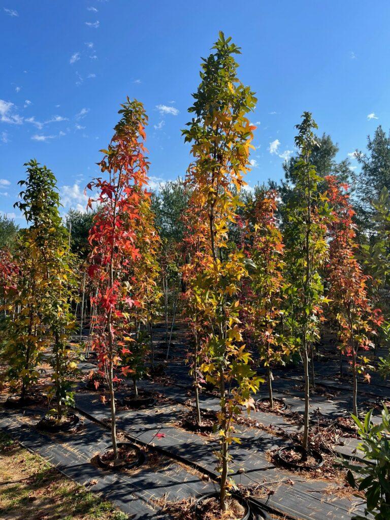 Liquidambar Styraciflua Slender Silhouette - View 20 from www redcrocus com
