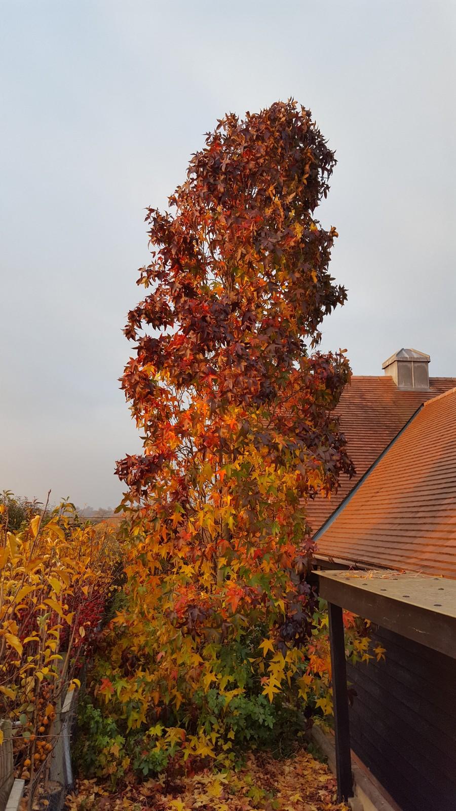 Liquidambar Styraciflua Slender Silhouette - View 6 from www redcrocus com
