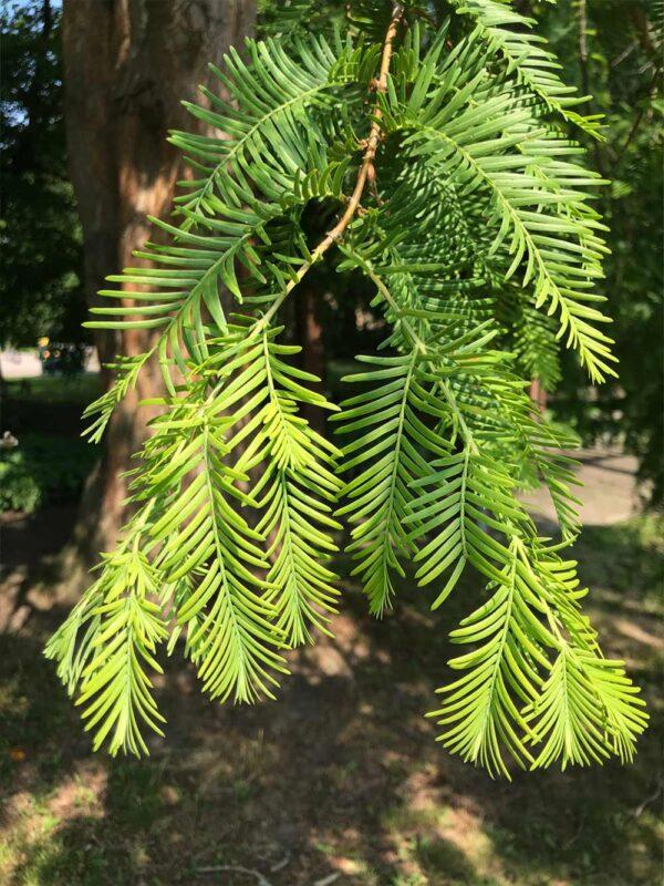 Metasequoia Glyptostroboides Multi Stem - View 12 from www redcrocus com