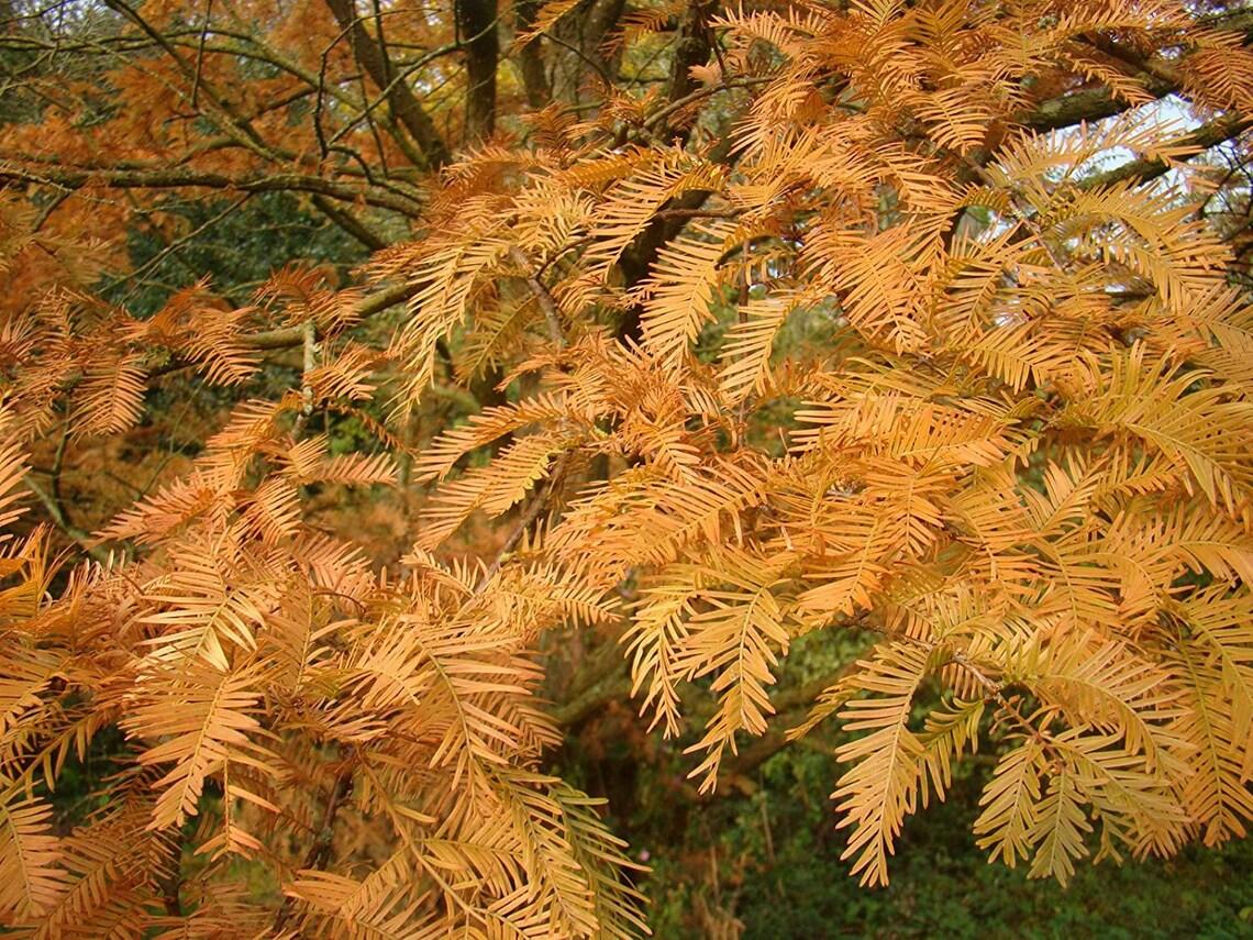Metasequoia Glyptostroboides Multi Stem - View 19 from www redcrocus com