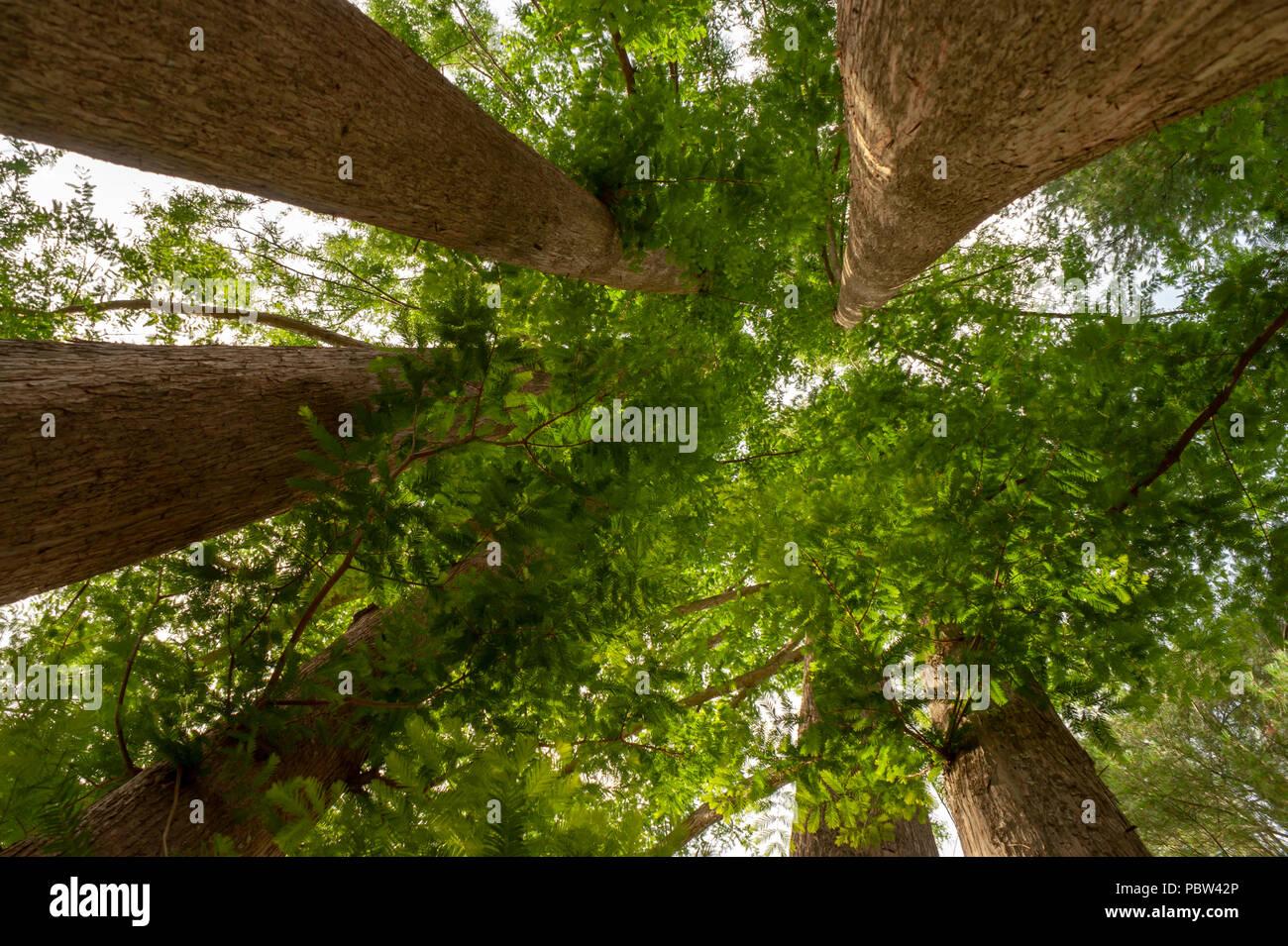 Metasequoia Glyptostroboides Multi Stem - View 2 from www redcrocus com