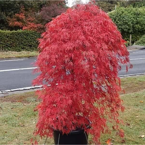 Acer Palmatum Dissectum 'orangeola' - View 10 from www redcrocus com