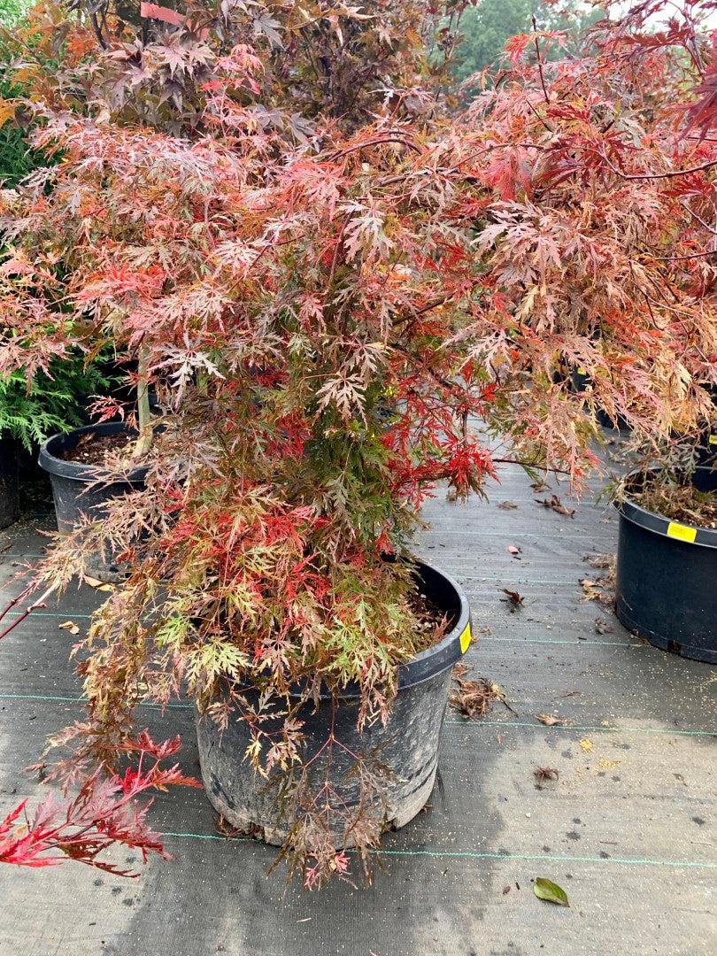 Acer Palmatum Dissectum 'orangeola' - View 11 from www redcrocus com
